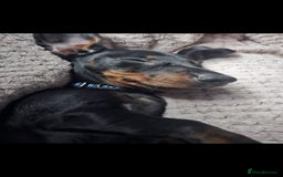 Miniature Dachshund dogs for sale: 8 month old Miniature dashounds  - Image 3