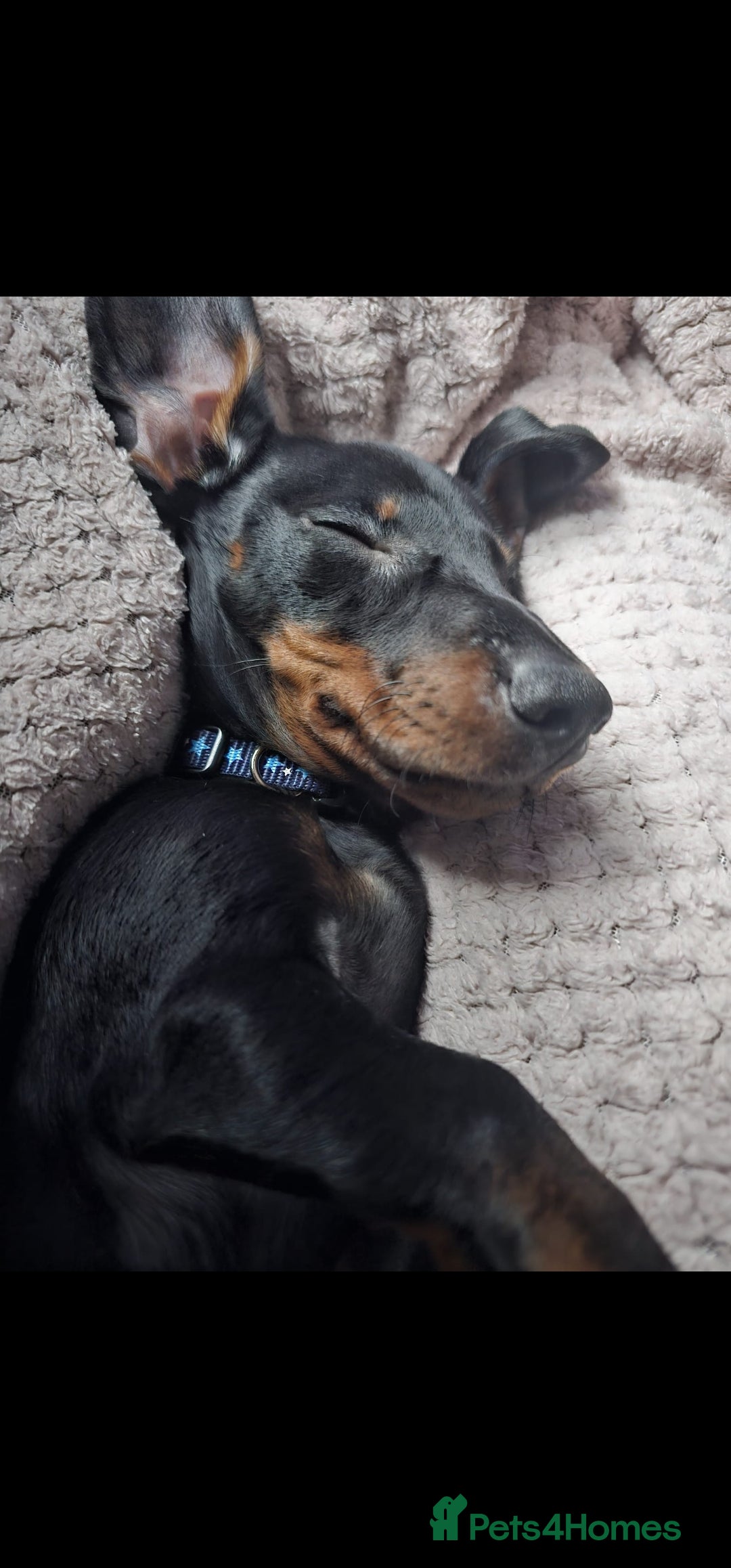 Miniature Dachshund dogs for sale: 8 month old Miniature dashounds  - Image 3