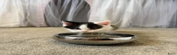 Ragdoll cats for sale: Half Ragdoll Kittens - Advert 5