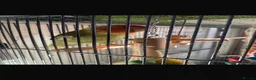 Lovebirds birds for sale: Love bird rehoming in Warrington - Advert 3
