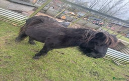 Shetland pony horses for sale: Teddy the Shetland pony gelding - Image 4