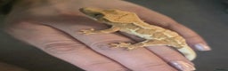 Gecko reptiles for sale: Current reptiles for sale - Advert 2