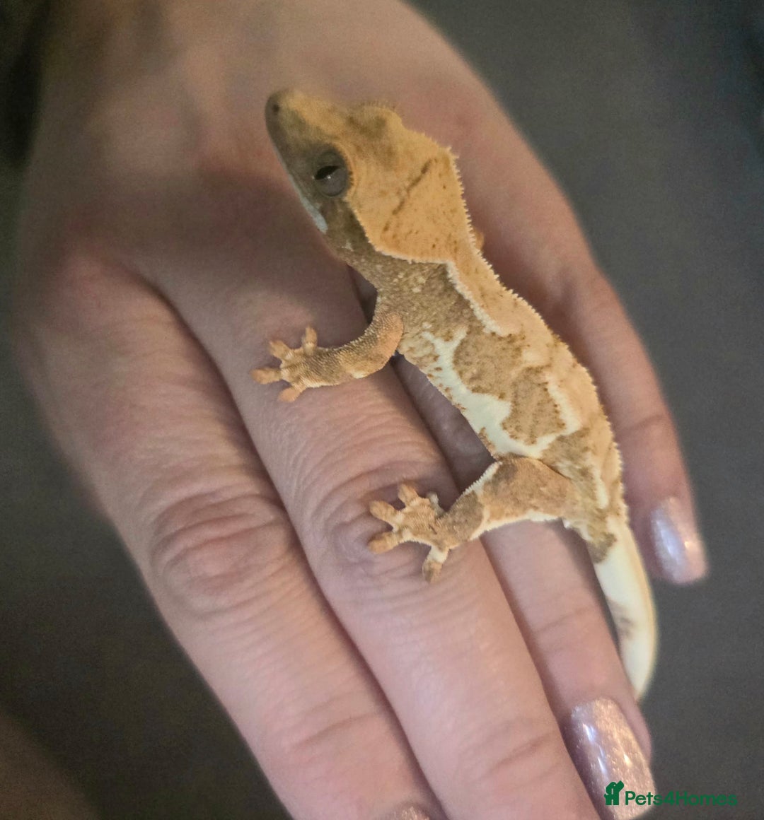 Gecko reptiles for sale: Current reptiles for sale - Advert 2