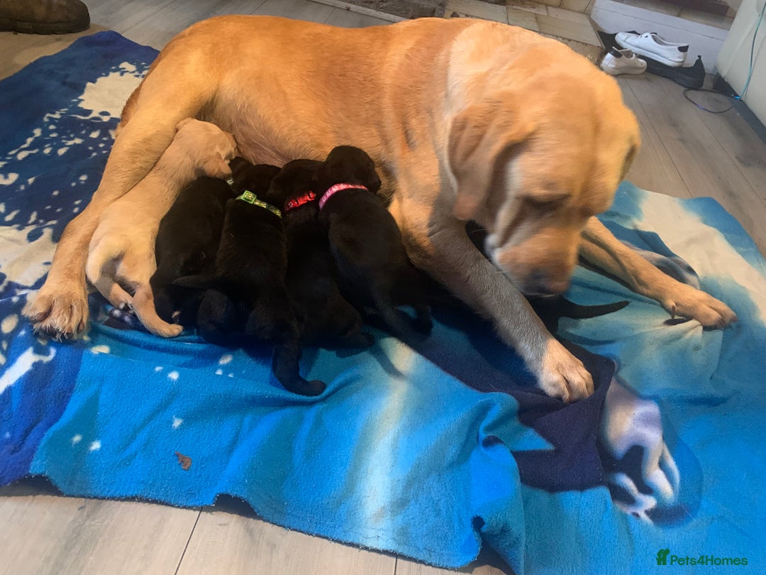 Labrador Retriever dogs for sale: Labrador puppys - Image 11