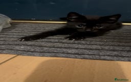 Mixed Breed cats for sale: 4 Kittens looking for their forever homes 🏠  - Image 10