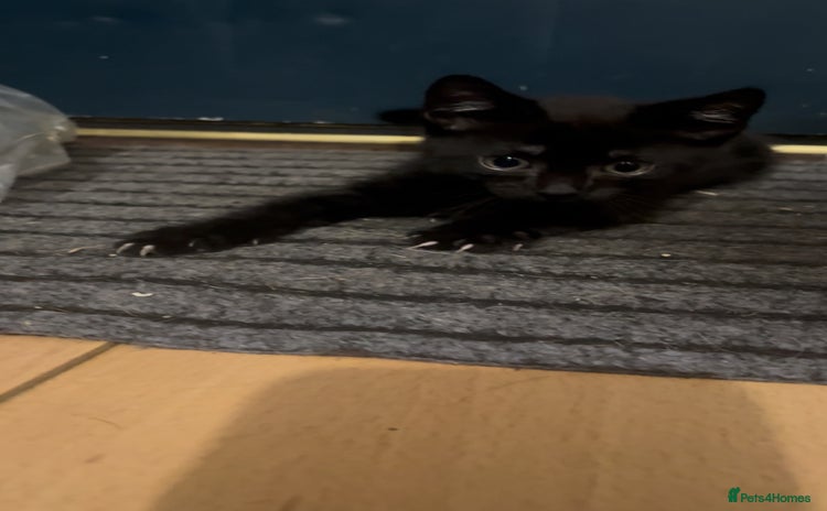 Mixed Breed cats - Advert 4