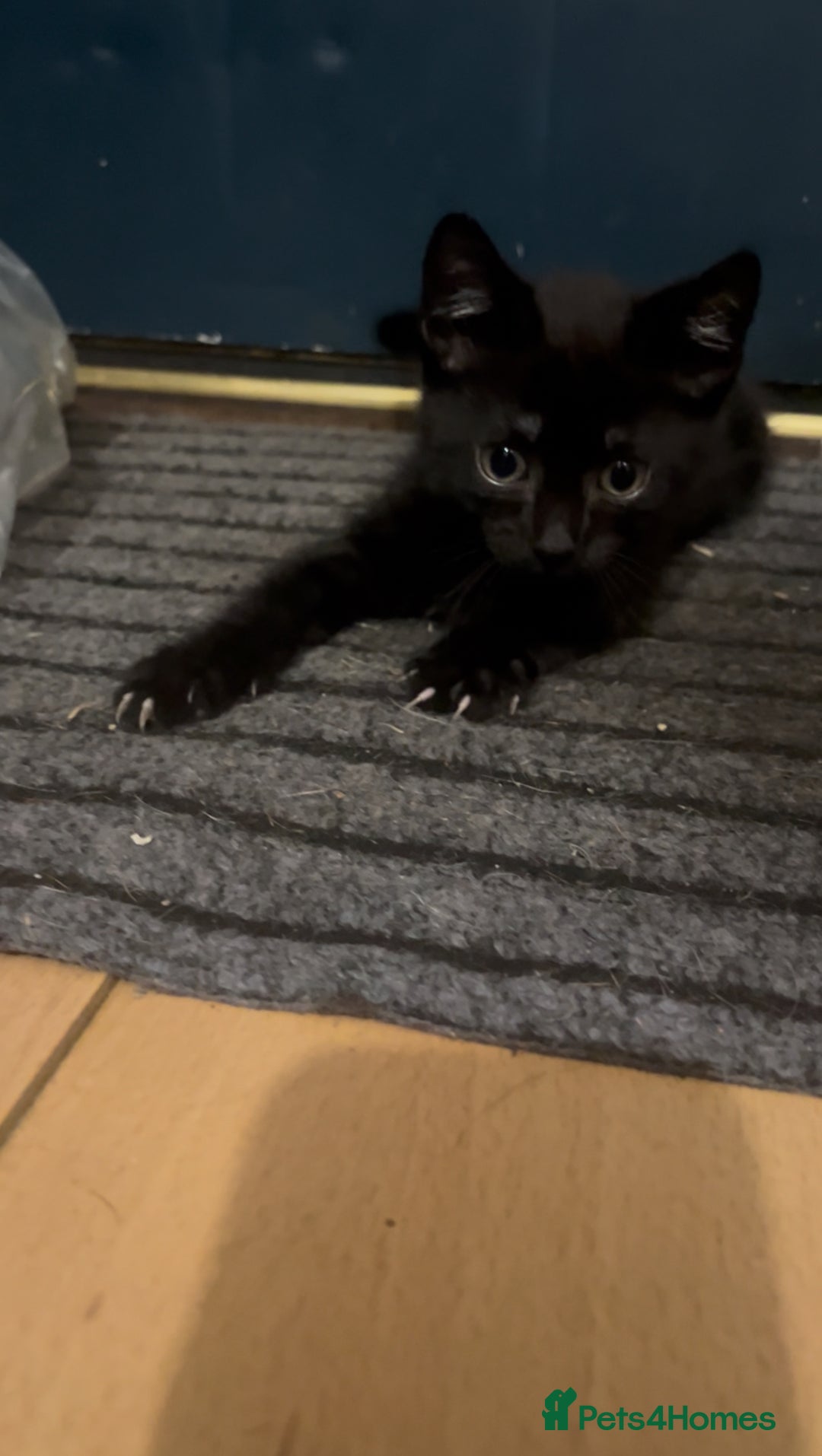 Mixed Breed cats for sale: 4 Kittens looking for their forever homes 🏠  - Image 10
