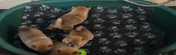 Japanese Shiba Inu dogs for sale: Foxy little shibas - Advert 28