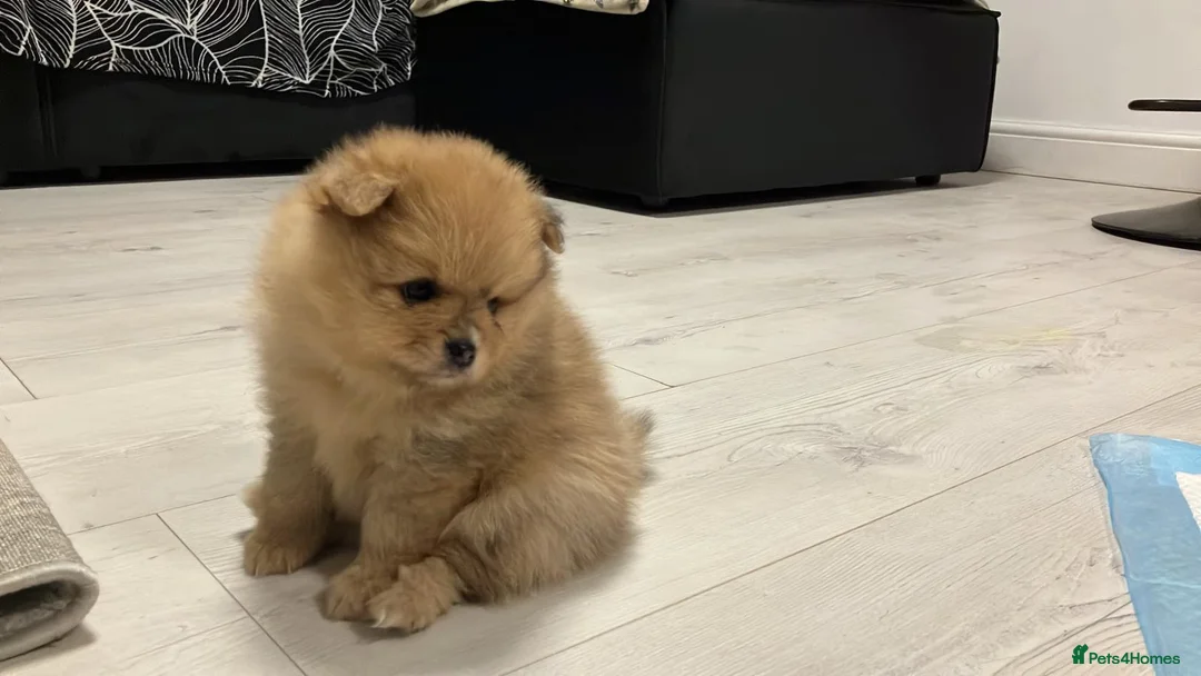 Pomeranian dogs for sale: Outstanding Teddy Bear Line - Champion blood line - Advert 10