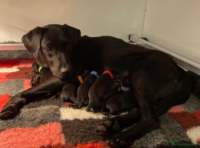 Labrador Retriever dogs LABRADOR PUPS BOTH PARENTS SUPERB 0/0 HIPS&ELBOWS  - Advert 1