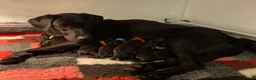 Labrador Retriever dogs for sale: LABRADOR PUPS BOTH PARENTS SUPERB 0/0 HIPS&ELBOWS  - Advert 1