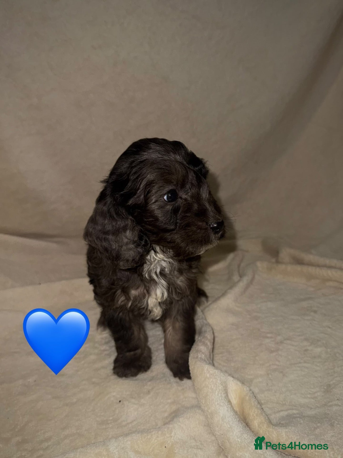 Cockapoo dogs for sale: Beautiful Cockapoos ready to leave - Advert 2