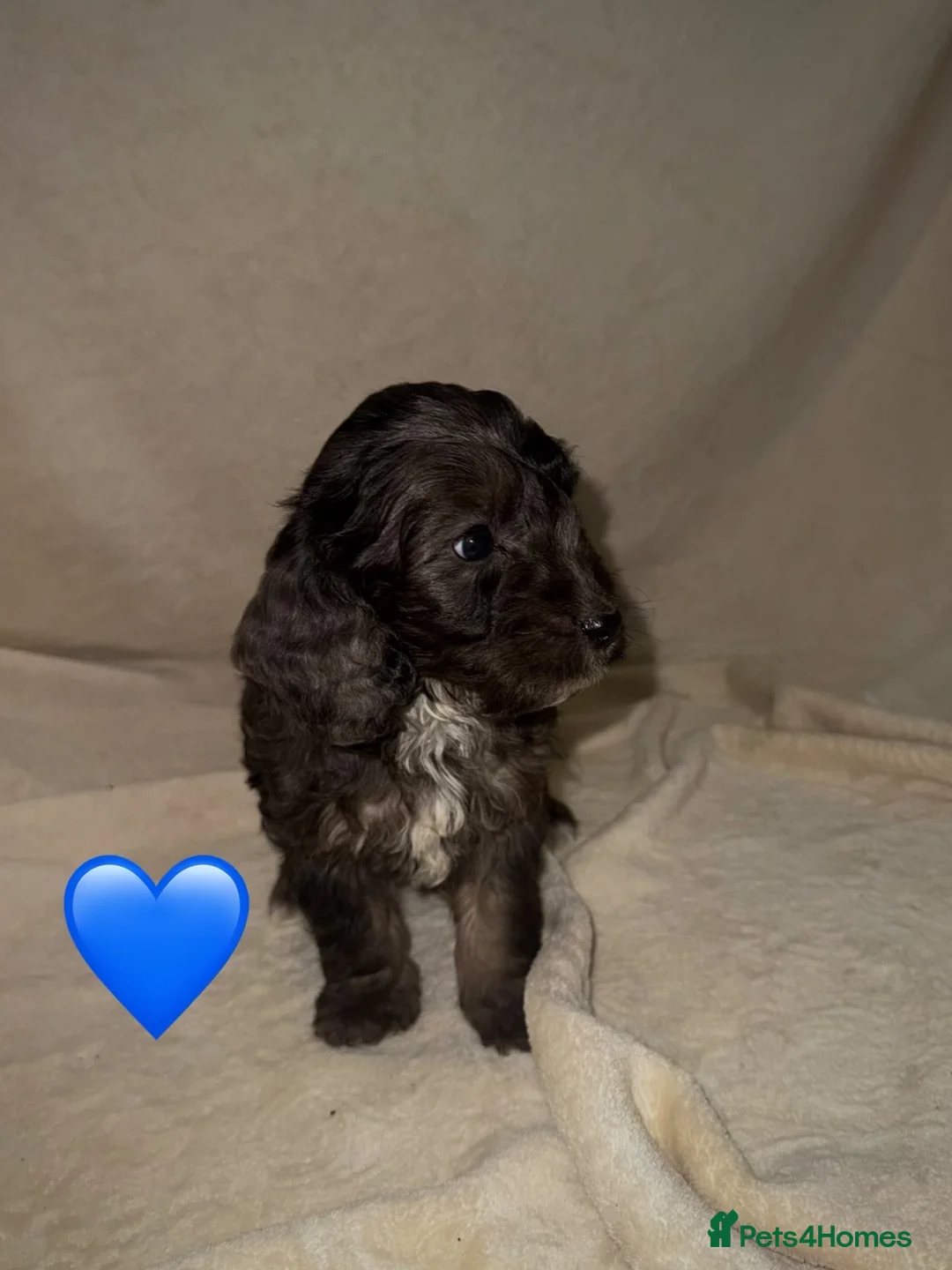 Cockapoo dogs for sale: Beautiful Cockapoos ready to leave - Advert 2
