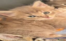 Mixed Breed cats for sale: Stunning Ragdoll x British short hair boy  - Image 8