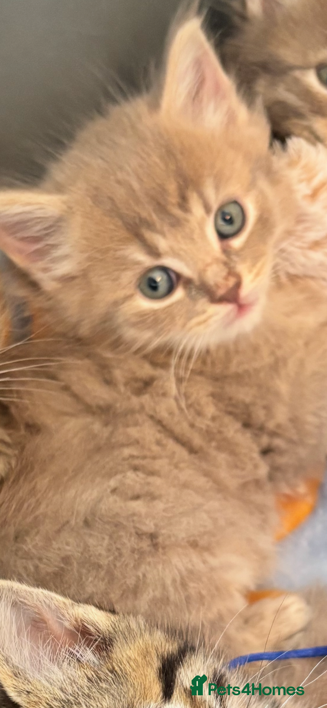 Mixed Breed cats for sale: Stunning Ragdoll x British short hair boy  - Image 8