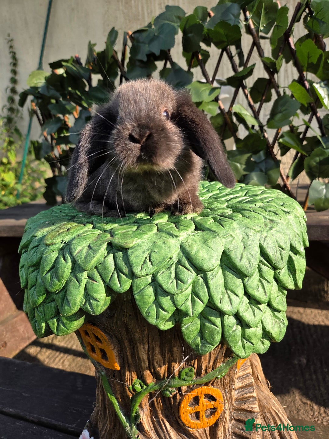 Mini Lop rabbits for sale: Pure bred Mini Lop Bunnies - Image 16