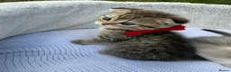 Scottish Fold cats for sale: Beautiful Scotish fold girl in Romford - Advert 3
