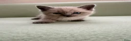 British Shorthair cats for sale: Beautiful British shorthair For Sale  - Advert 3
