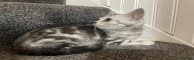 Silver Tabby Boy (Teddy)
