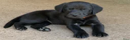 Labrador Retriever dogs for sale: 2 boy Labrador puppies looking for a new home - Advert 2