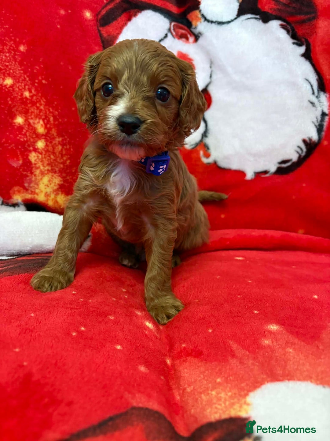 Cavapoo dogs for sale: F1 quality Cavapoos - Advert 4