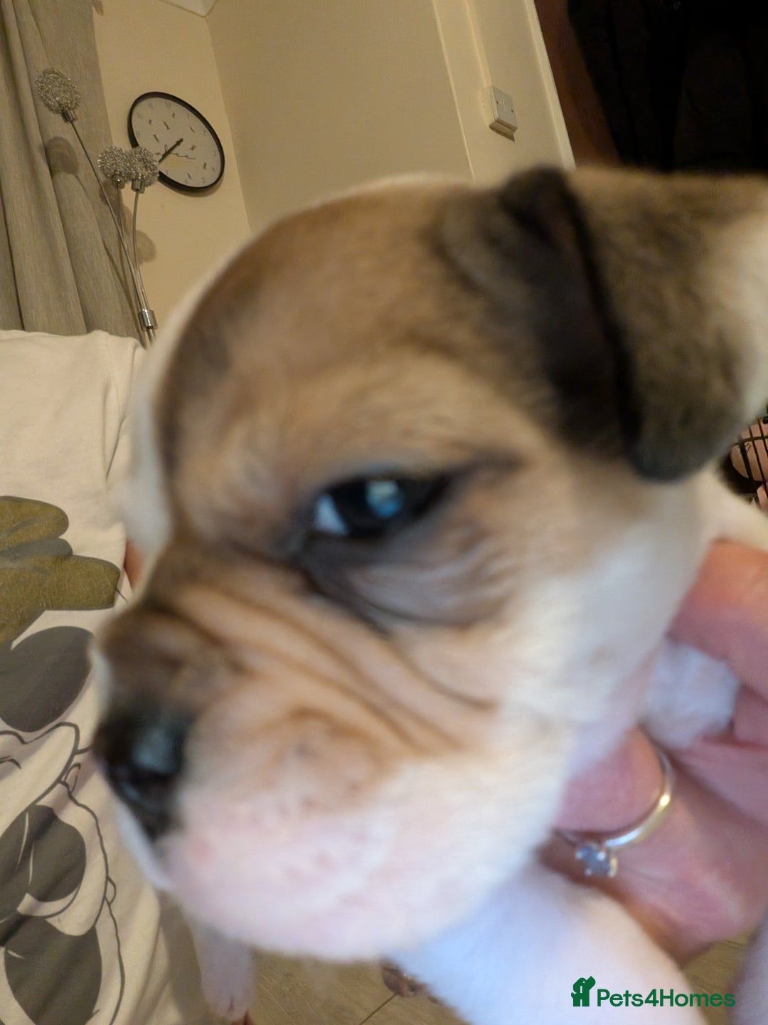 English Bulldog dogs for sale: 9 registered new age bulldogs (1 FEMALE REMAINING) - Advert 14