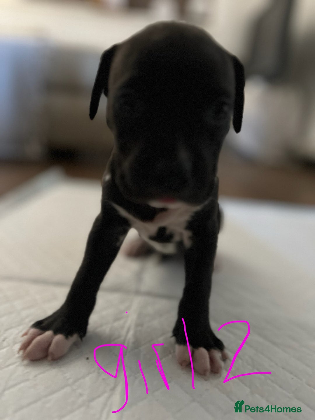 Mixed Breed dogs for sale: Cane corso x staff puppies  - Image 9