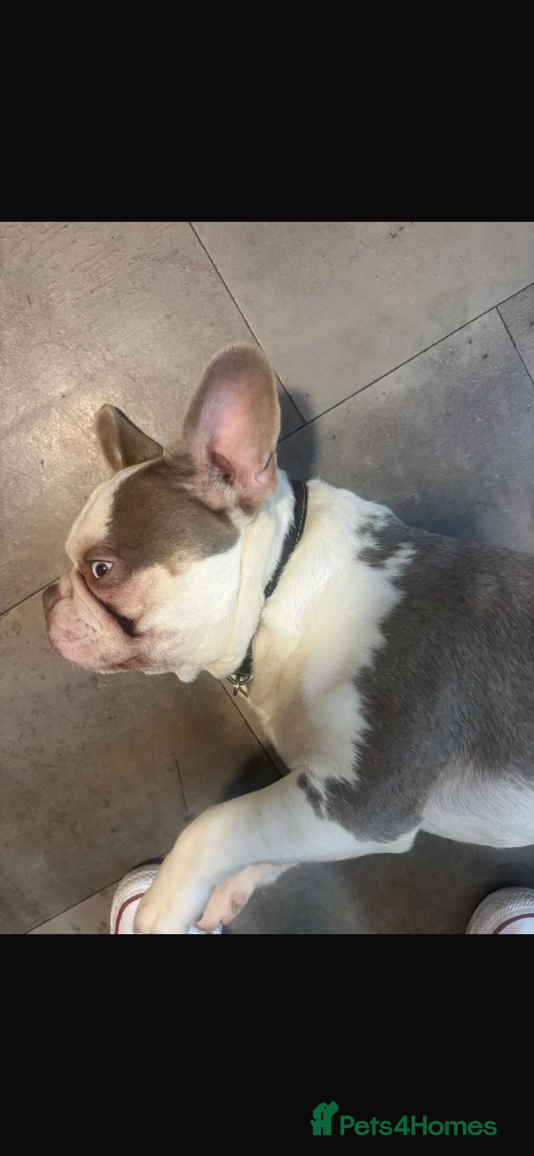 French Bulldog dogs for sale: 18 month old French Bulldog  in Southend-on-Sea - Advert 2