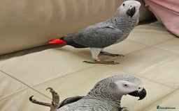 Parrots birds for sale: Hand-reared African Grey Parrot for Sale - Image 1