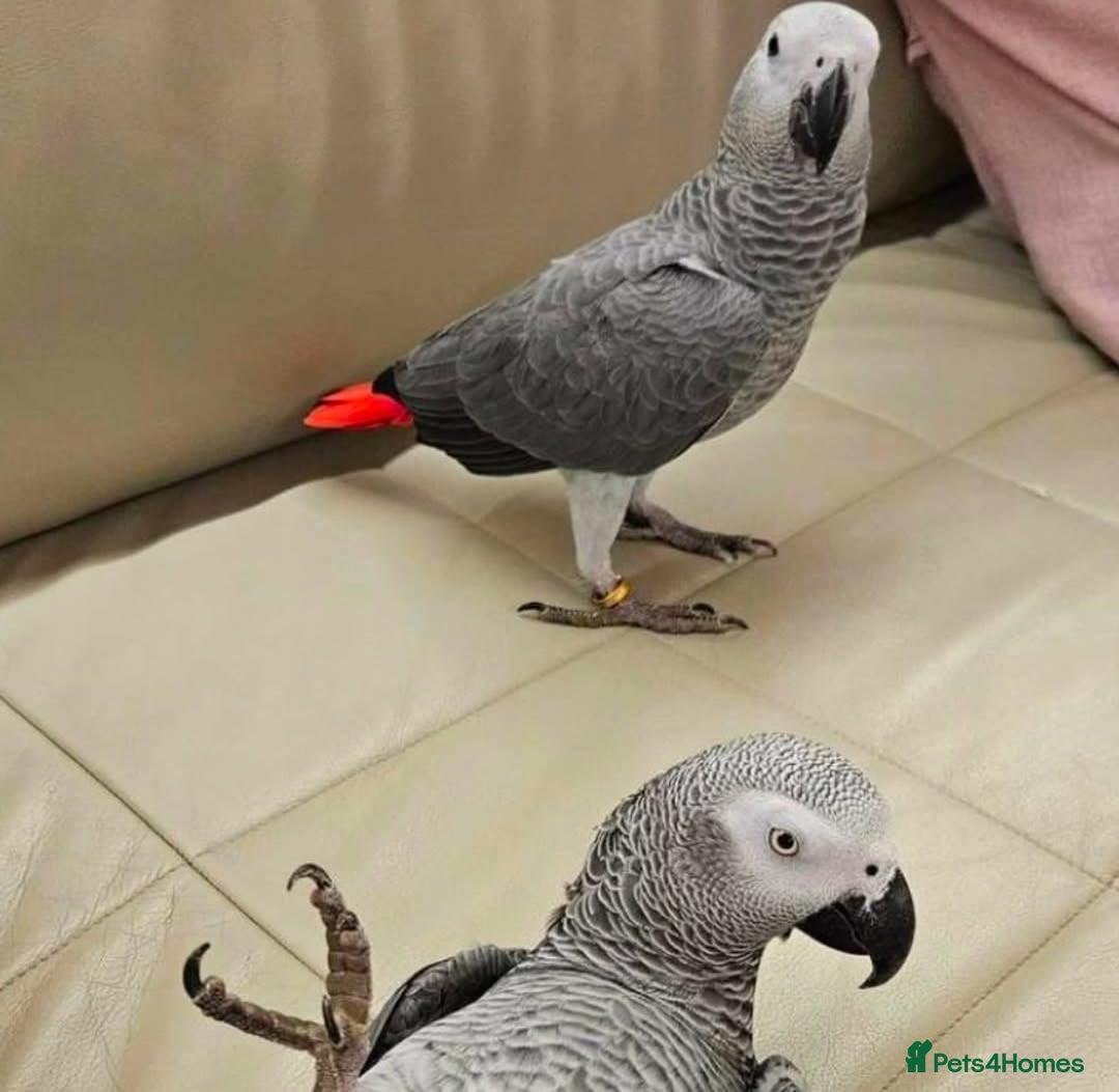 Parrots birds for sale: Hand-reared African Grey Parrot for Sale - Image 1