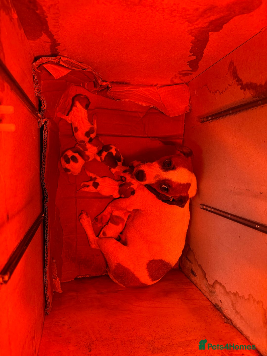 Jack Russell dogs for sale: Beautiful miniature Jack Russel puppys  - Image 4