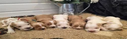 Cocker Spaniel dogs for sale: SHOW TYPE health tested KC cocker spaniels  - Advert 5