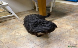 Labradoodle dogs for stud: Multi generation labradoodle. - Image 10