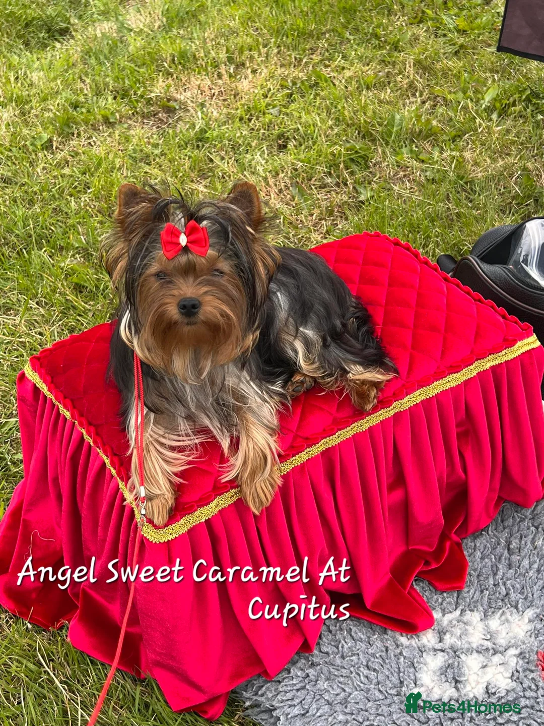 Yorkshire Terrier dogs for stud: PROVEN KC reg 2.5kg experienced STUD boy in Newton-le-Willows - Advert 30