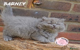 British Shorthair cats for sale: GCCF BRITISH SHORTHAIR/LONGHAIR KITTENS  in London - Image 7