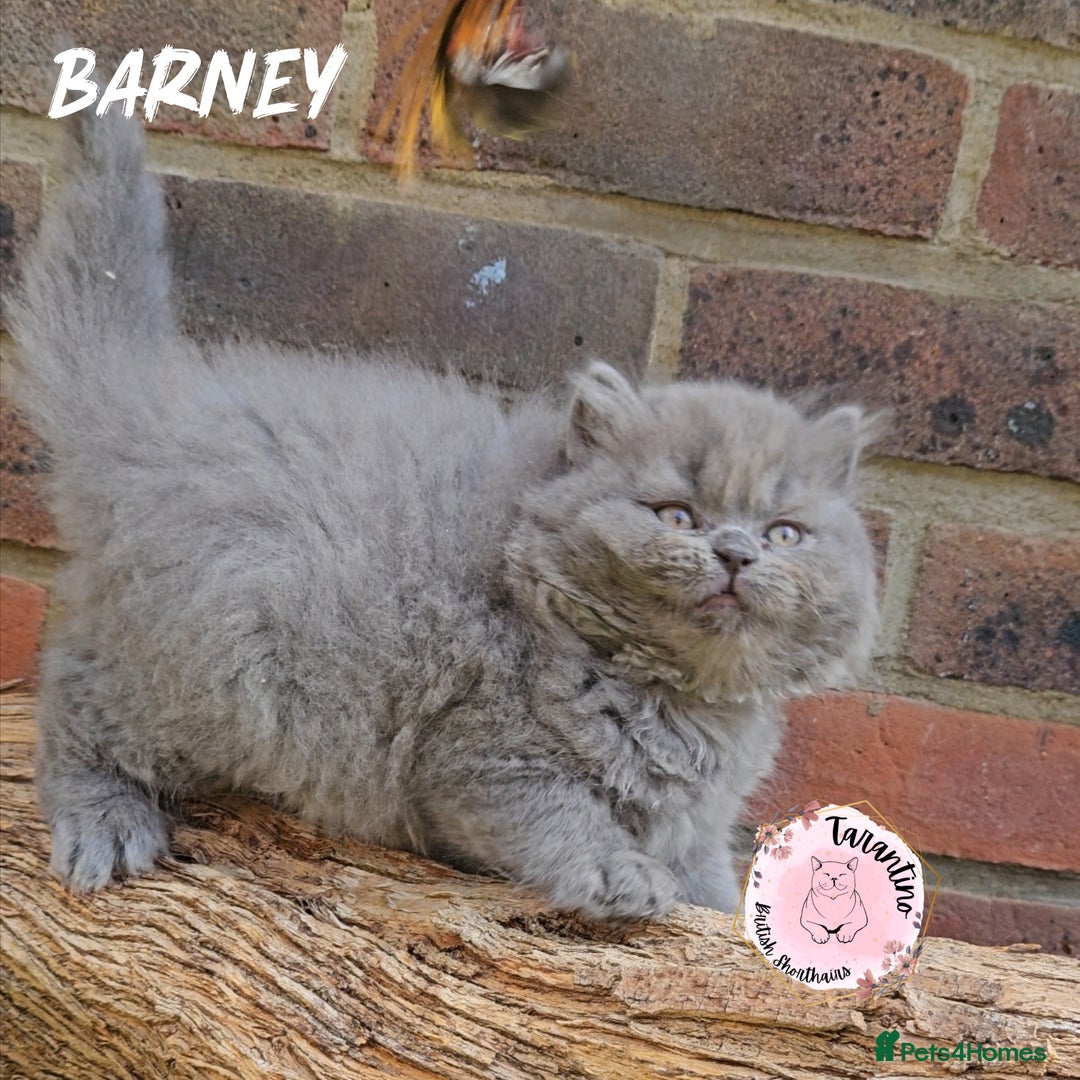 British Shorthair cats for sale: GCCF BRITISH SHORTHAIR/LONGHAIR KITTENS  in London - Image 7
