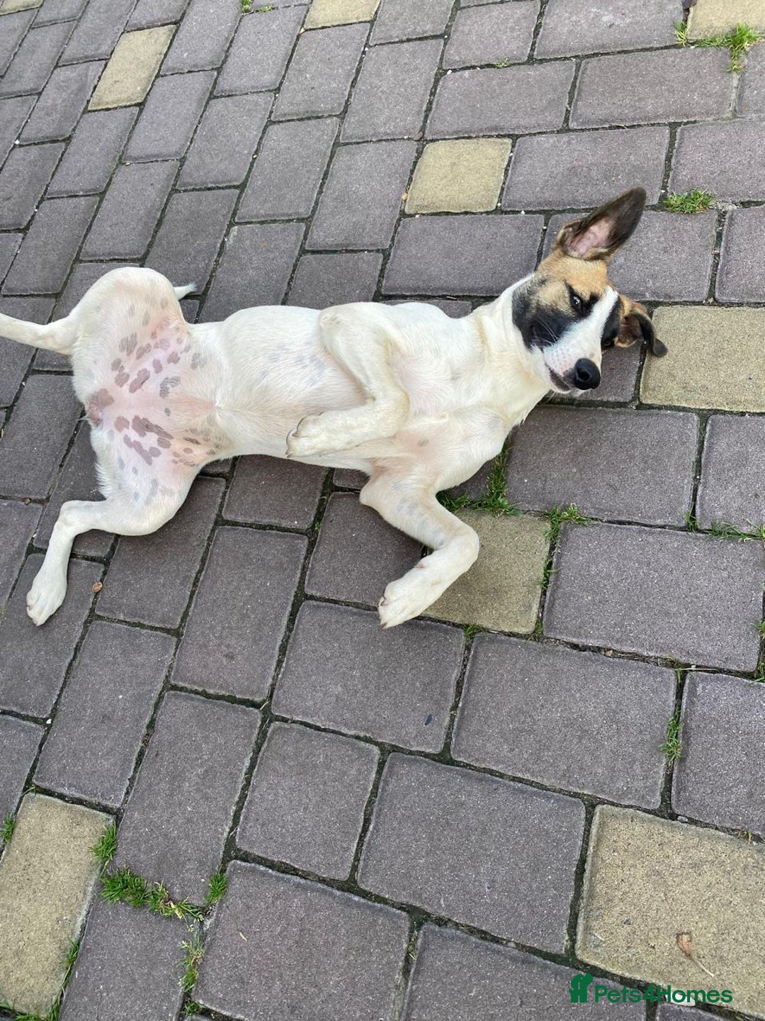 Mixed Breed dogs for adoption: 💖🐶 ZAYKA 🐶💖 - Advert 34