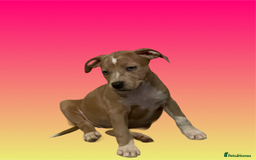 Mixed Breed dogs for sale: Ready to leave Staff x bulldog puppies  - Image 20