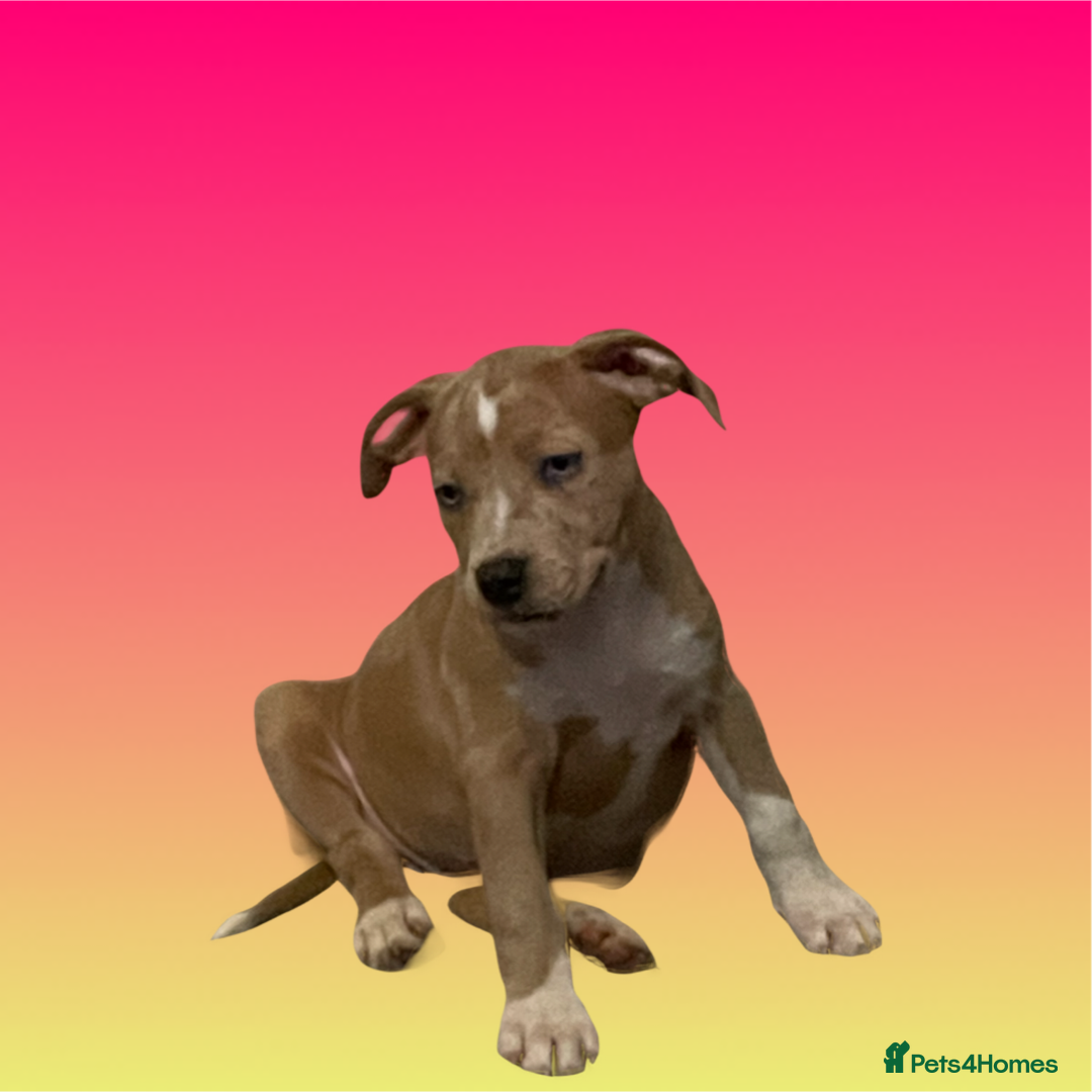 Mixed Breed dogs for sale: Ready to leave Staff x bulldog puppies  - Image 20