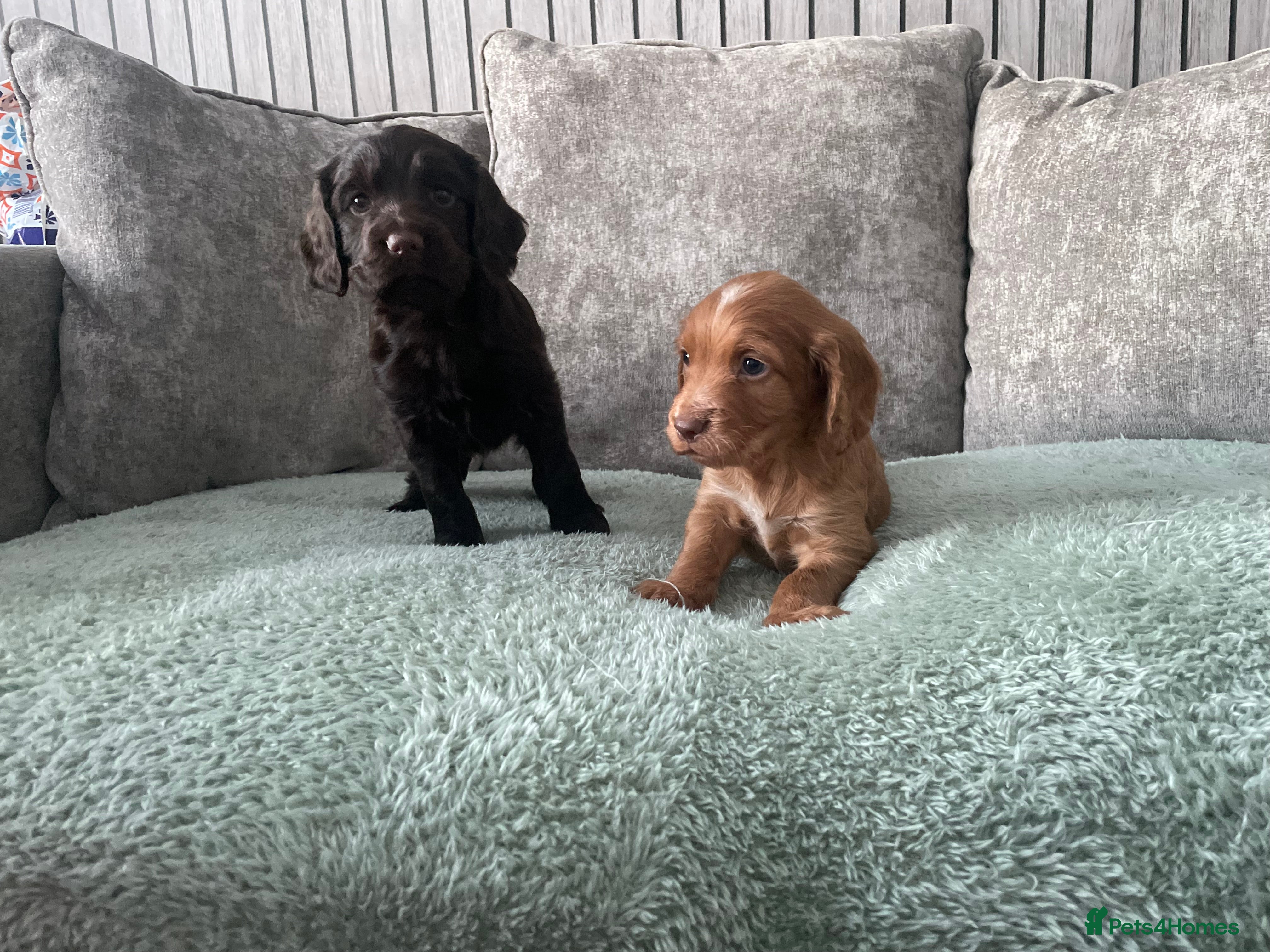 Cocker Spaniel dogs KC registered cocker spaniels  - Advert 18
