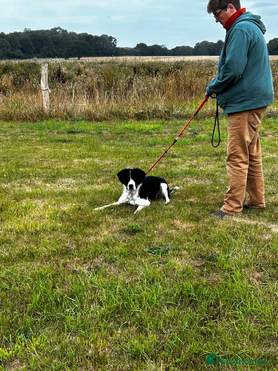 Mixed Breed dogs for sale: Willow is looking for a new home - Image 3