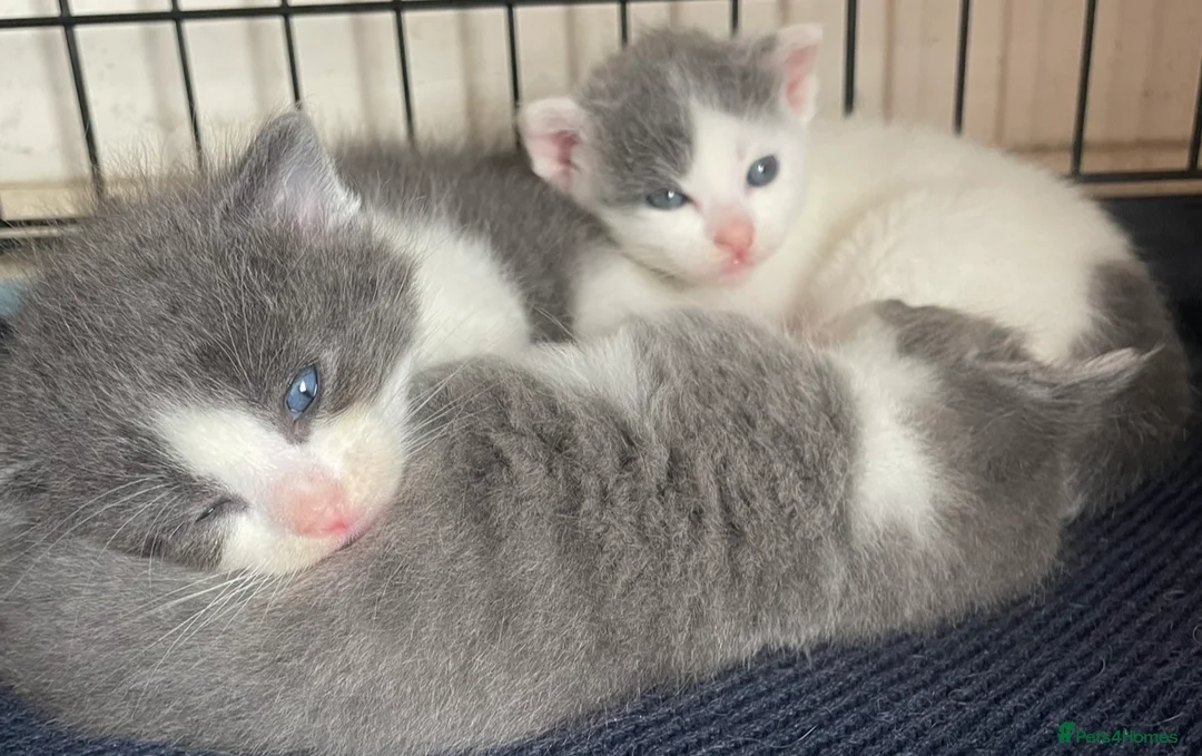 British Shorthair cats for sale: Beautiful Kittens for sale  - Advert 40