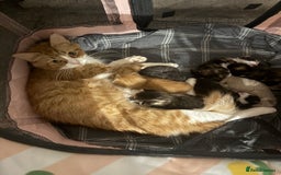 Maine Coon cats for sale: Stunning babies - Image 16
