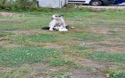 Jack Russell dogs for sale: Tradisional Jack russles  - Image 14