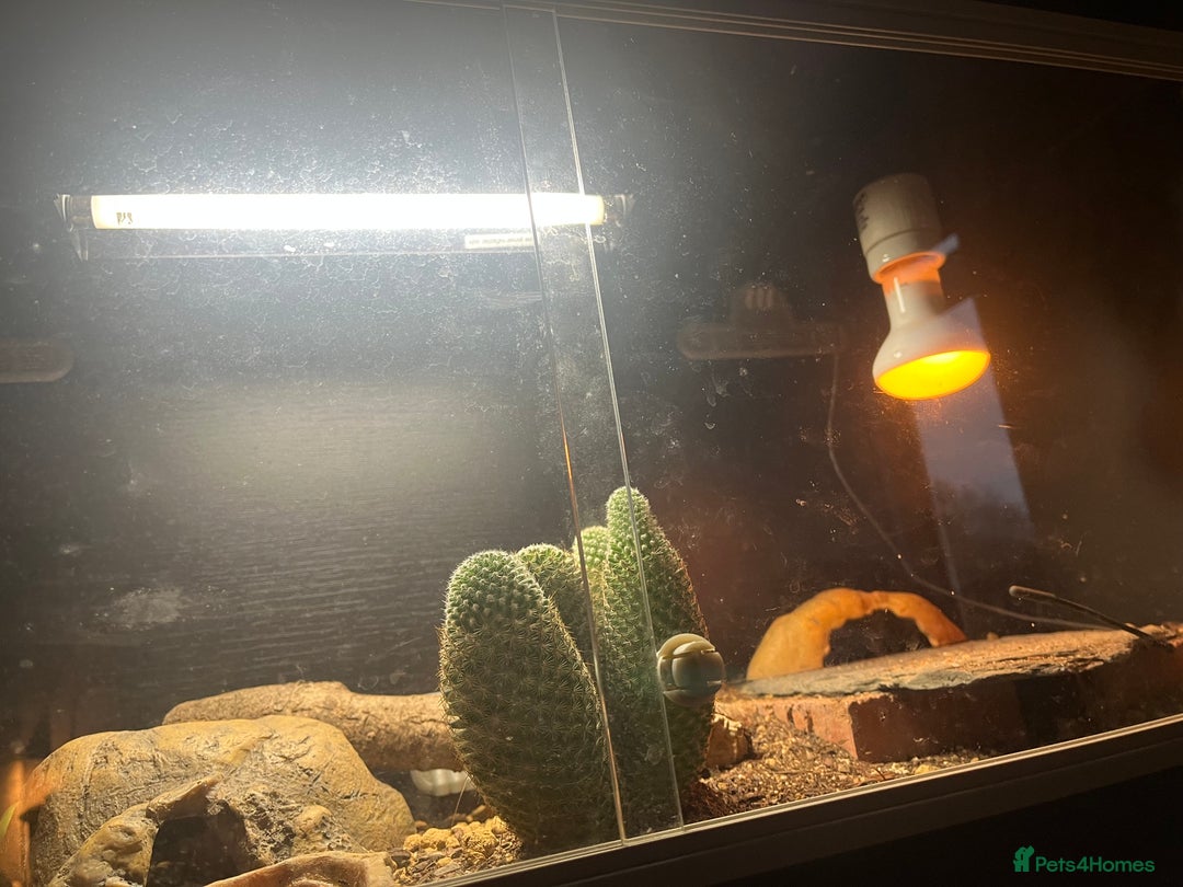 Leopard Gecko reptiles for sale: Two adult leopard geckos & vivarium setup  - Advert 2