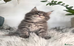 Maine Coon cats for sale: Champions - Bloodline Purebred Maine Coon Kittens  - Image 7