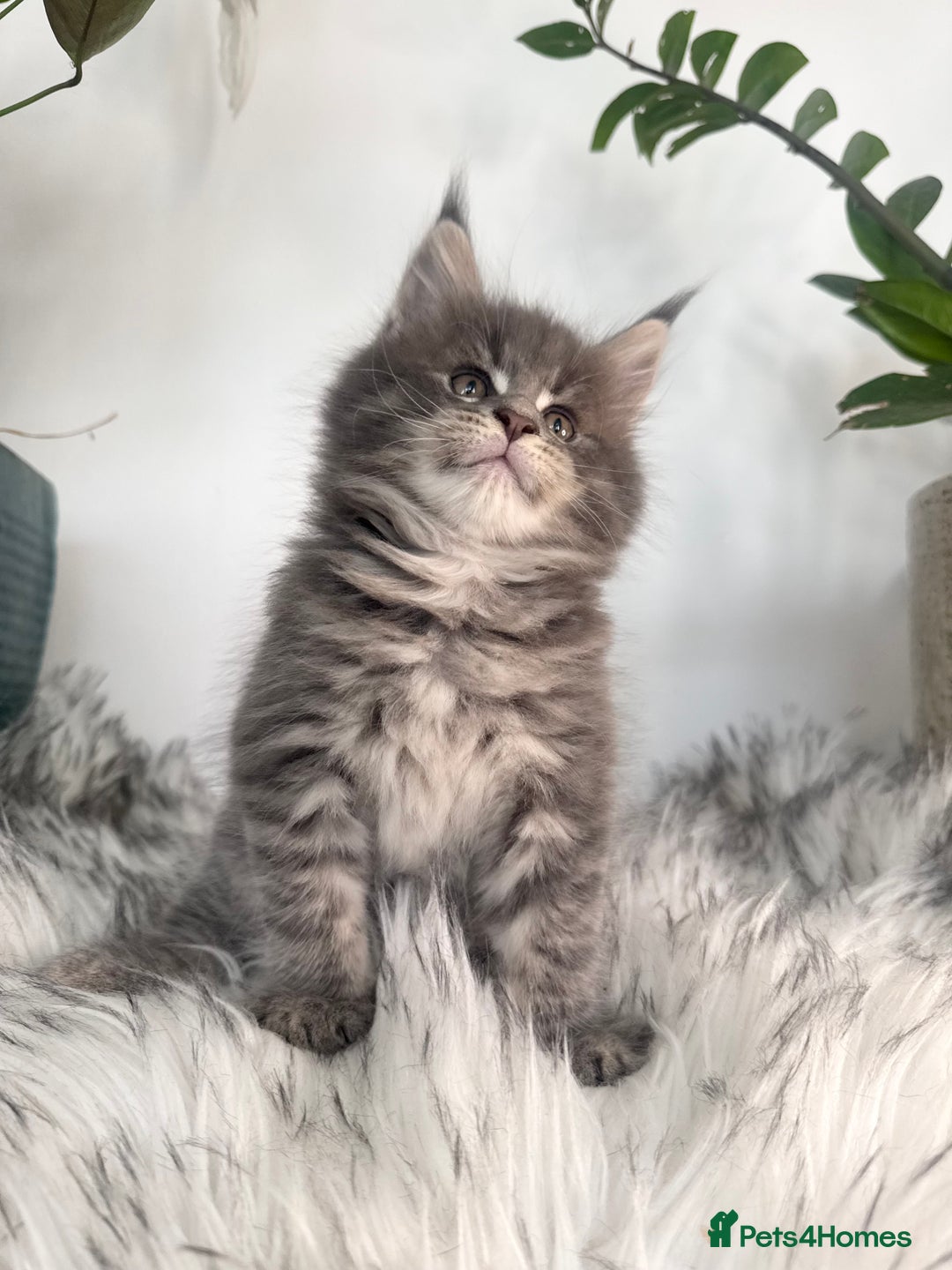 Maine Coon cats for sale: Champions - Bloodline Purebred Maine Coon Kittens  - Image 7