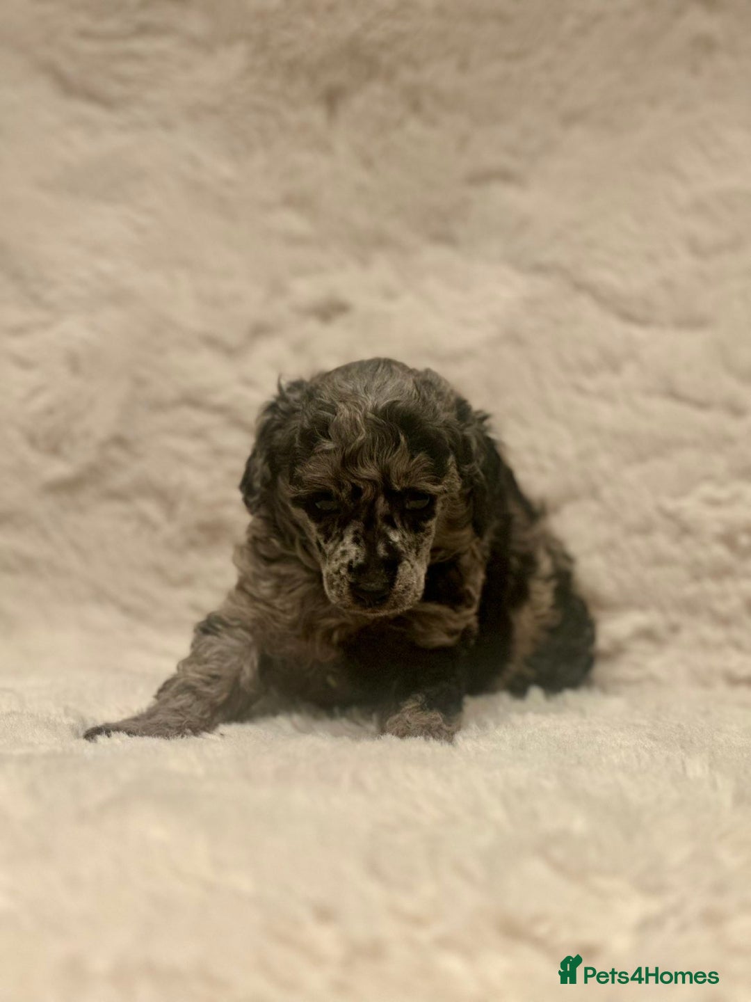 Miniature Poodle dogs for sale: Miniature poodle puppies  - Image 16
