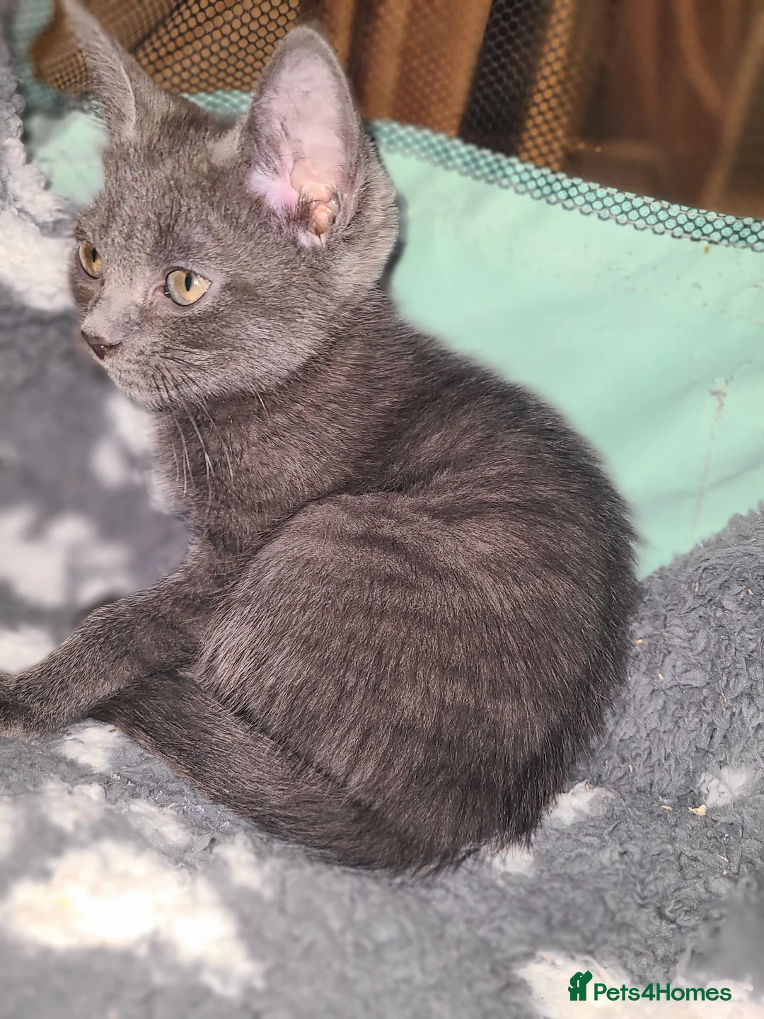 Mixed Breed cats for sale: Lilac girl kitten  - Advert 1