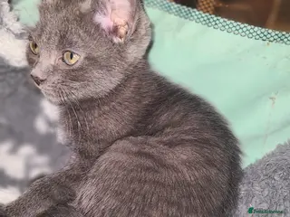 Mixed Breed cats Lilac girl kitten - Advert 2